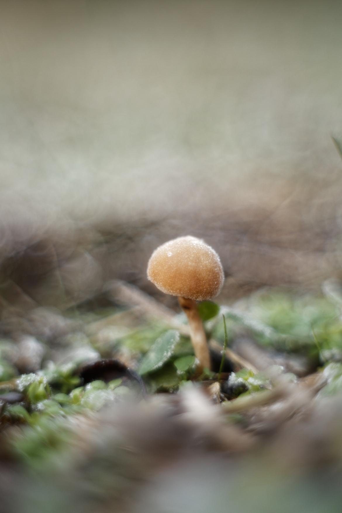 Pilz