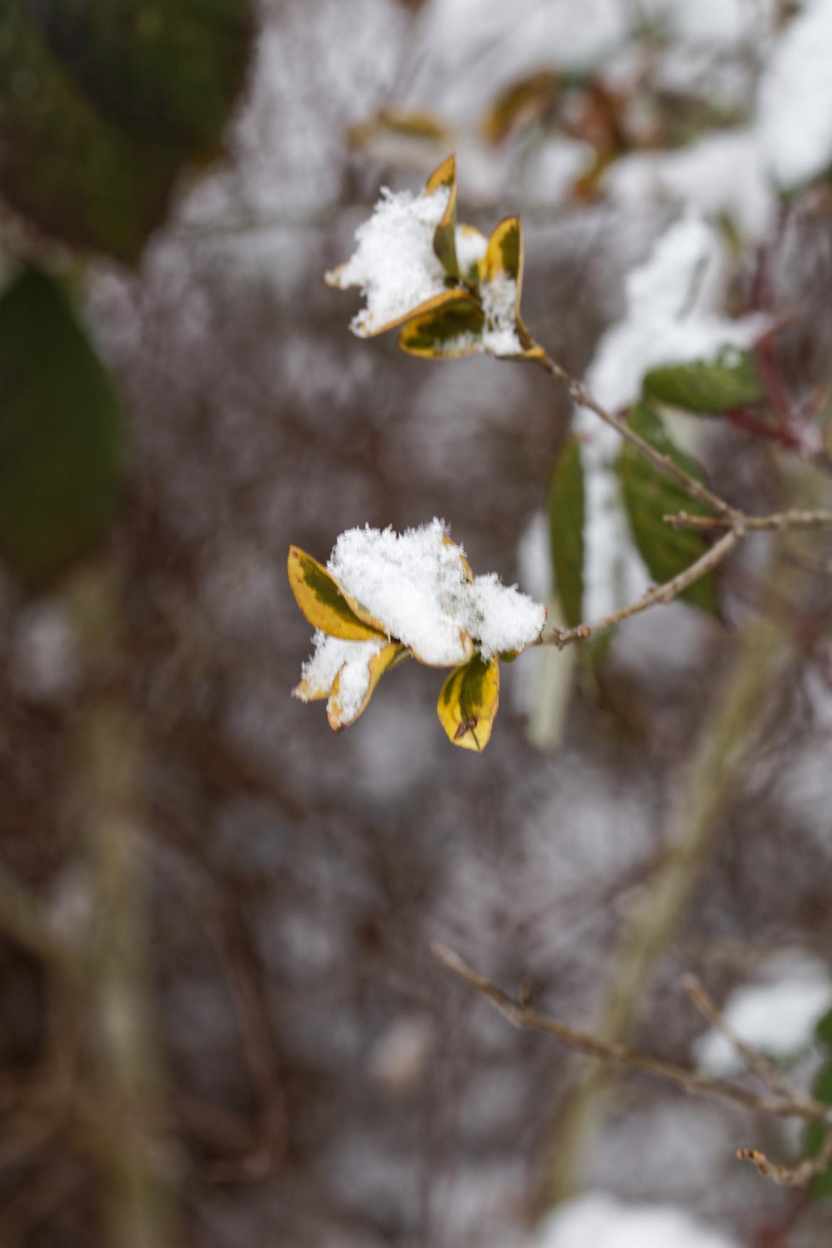 Schnee