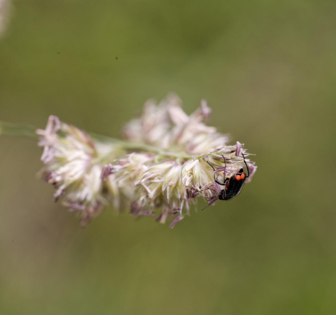 Malachitkäfer