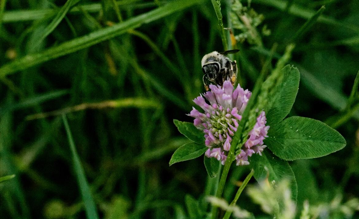 Hummel