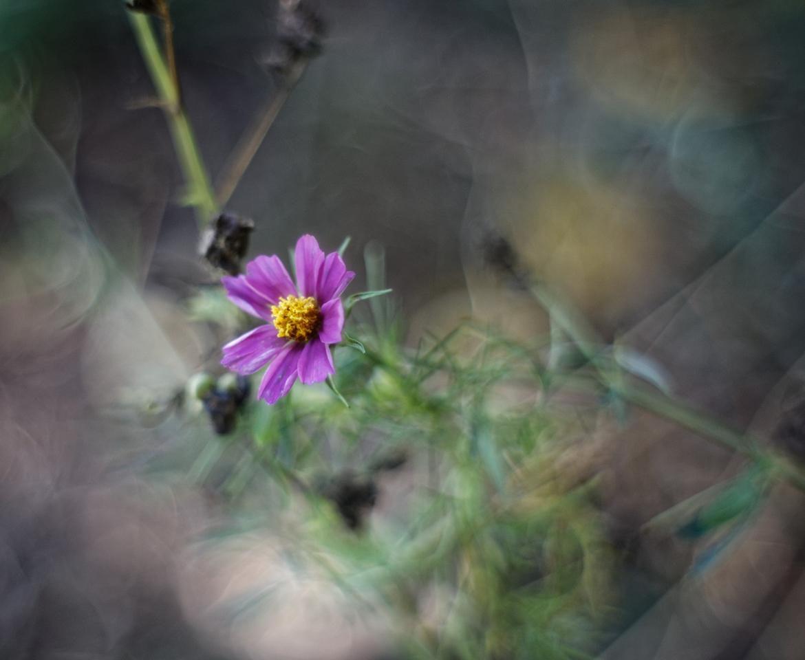 Blüte