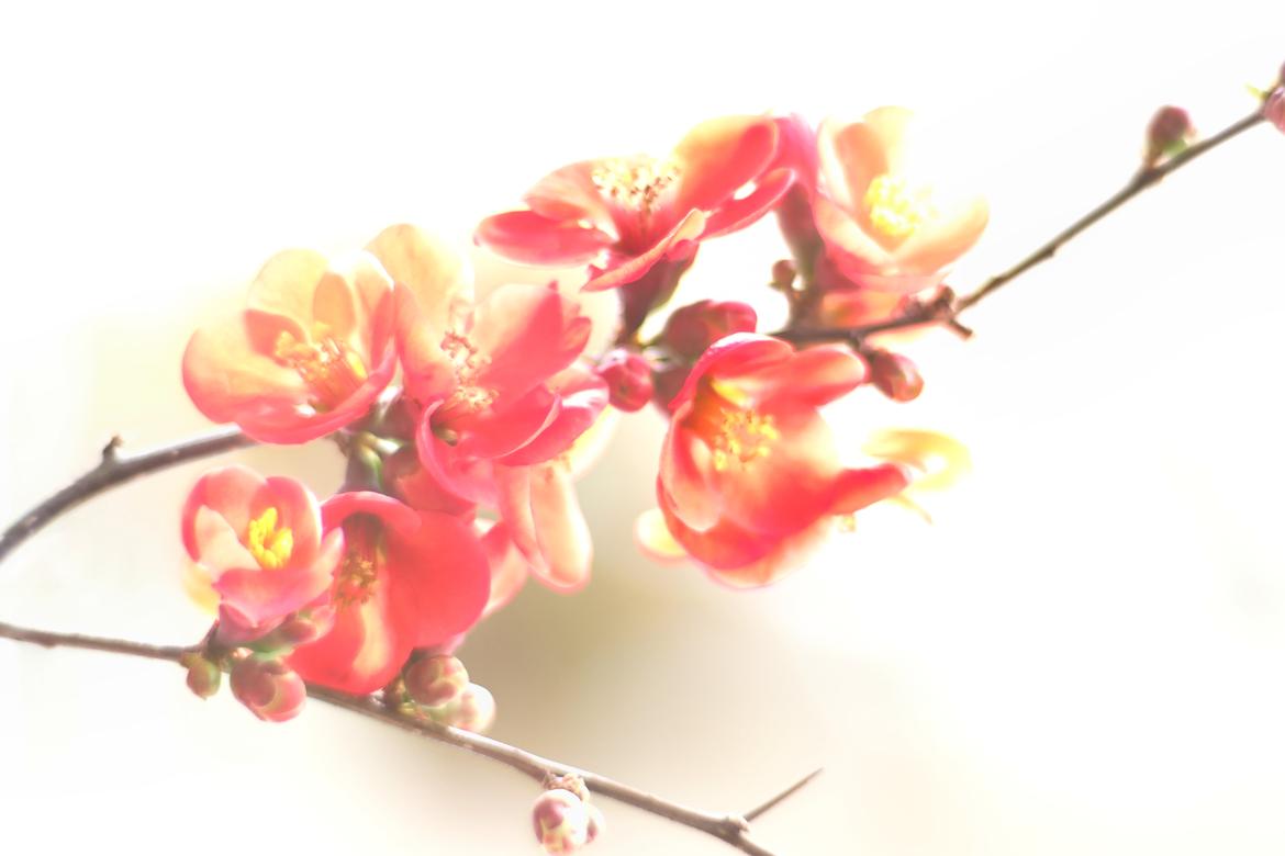 Gabis Blüten