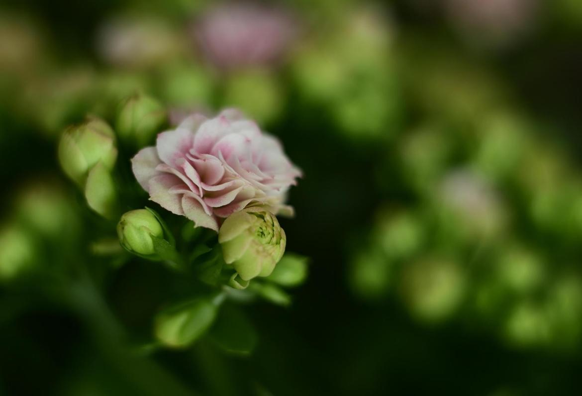 Kalanchoe