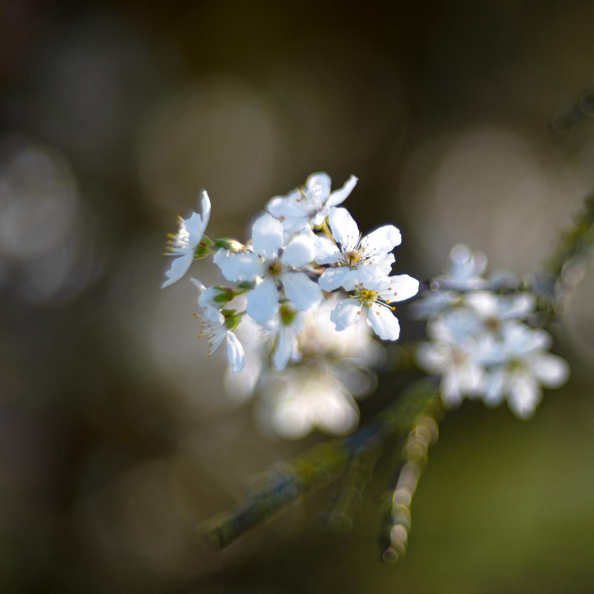 Kirschblüte Alternative