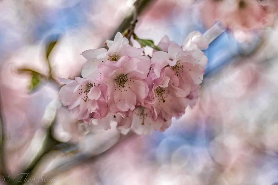 aufgehellte Kirschblüten
