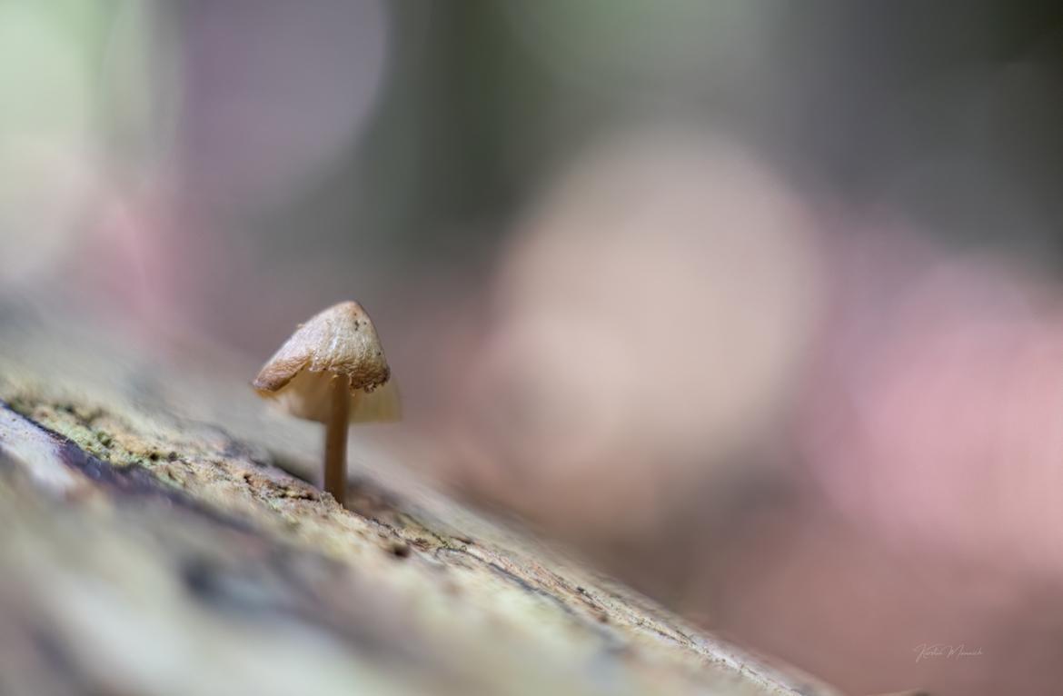 Kleiner Helmling am alten Baumstamm