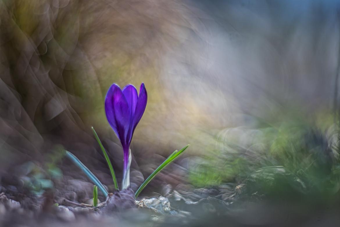 Krokus