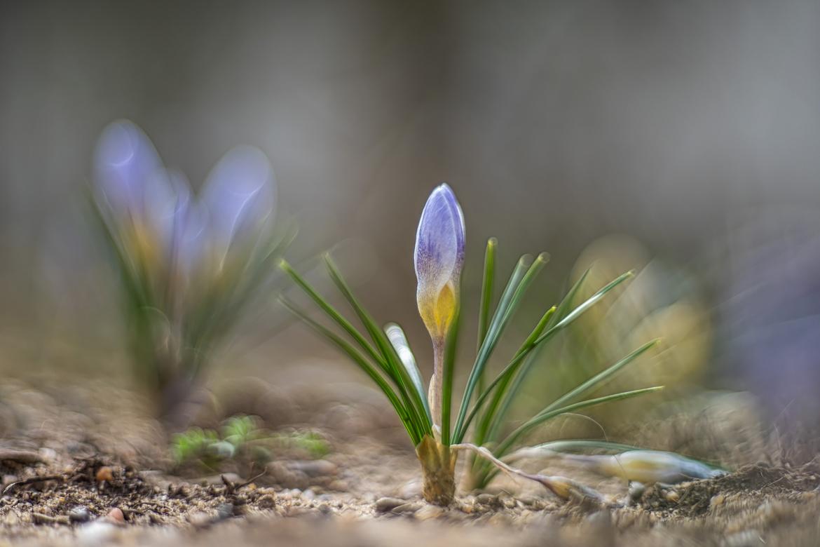 Krokus