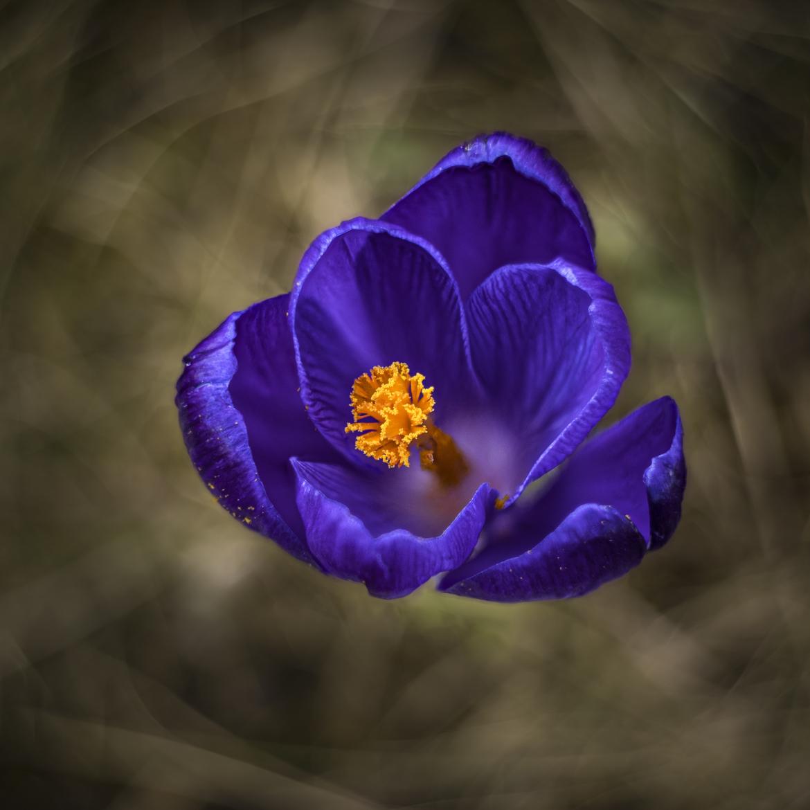 Krokus