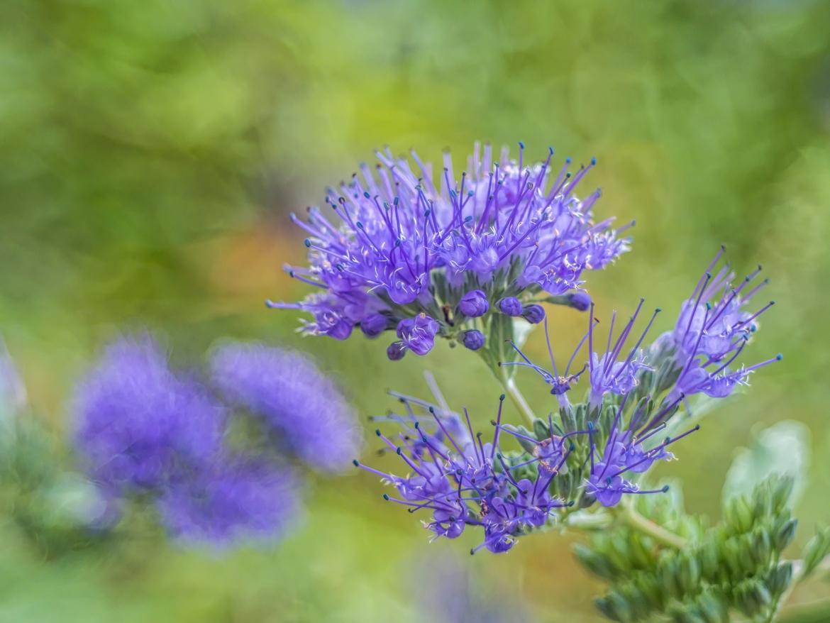 Bartblume (Caryopteris clandonensis)