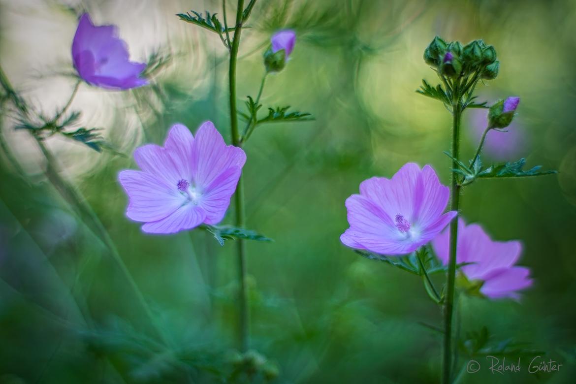 Malvenblüten; © Roland Günter