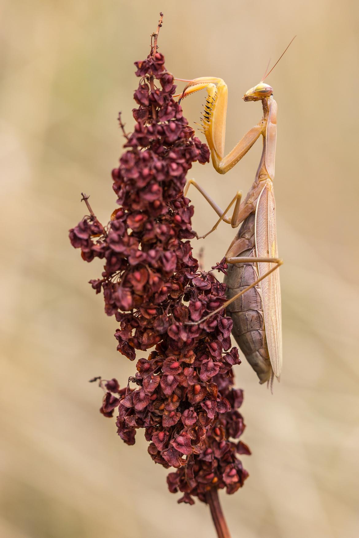 Mantis religiosa (Weibchen) - Canon EOS 600D, 100 mm, f/5.6, ISO: 200 und 1/125 s. Foto: Michael Roy