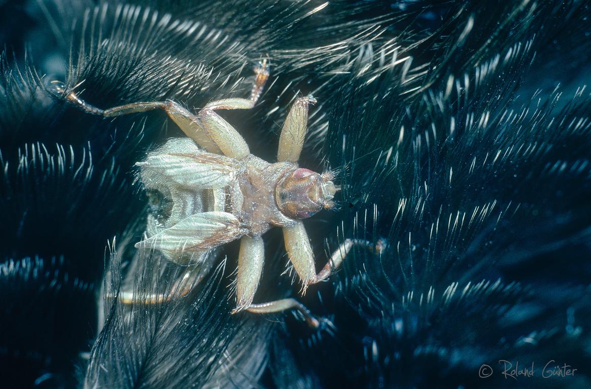 Mauerseglerlausfliege (Crataerina pallida) im Gefieder einer Mehlschwalbe