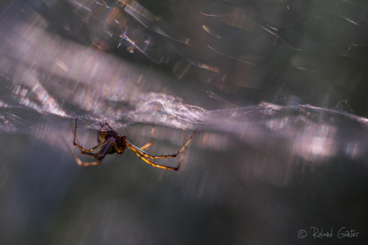 Baldachinspinne, Makro Plasmat 2.7/105mm; © Roland Günter