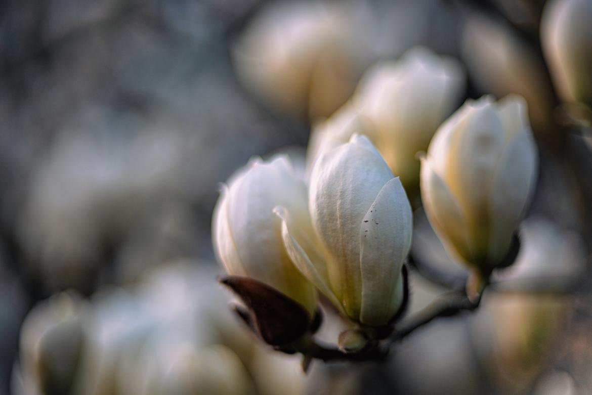 Magnolien