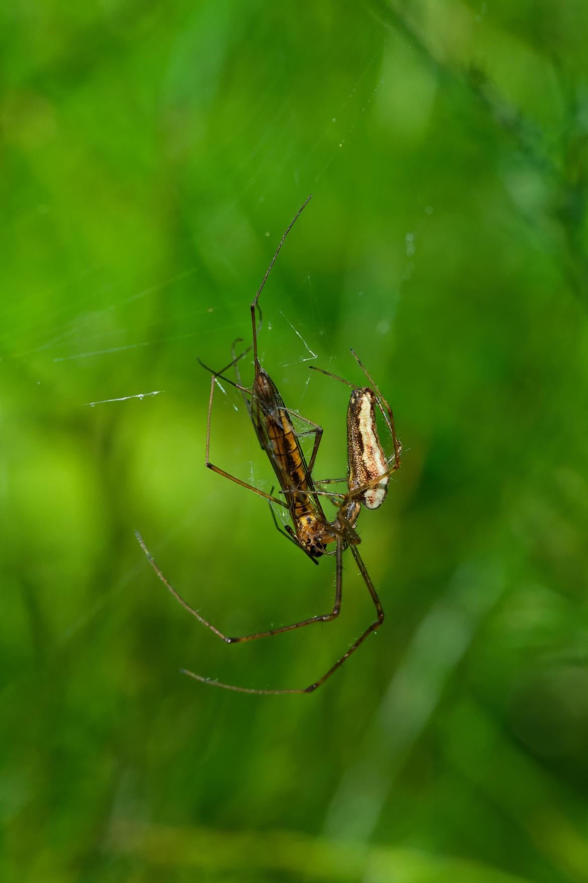 Streckerspinne bei der Mahlzeit