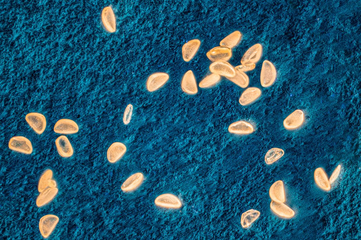 Gold-Nuggets