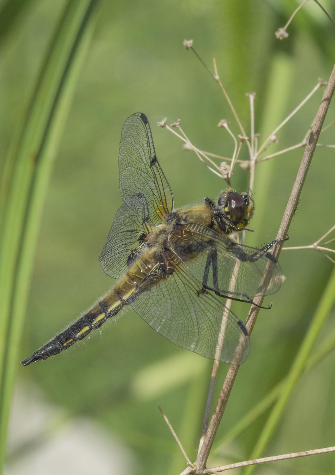 Libelle im Teich