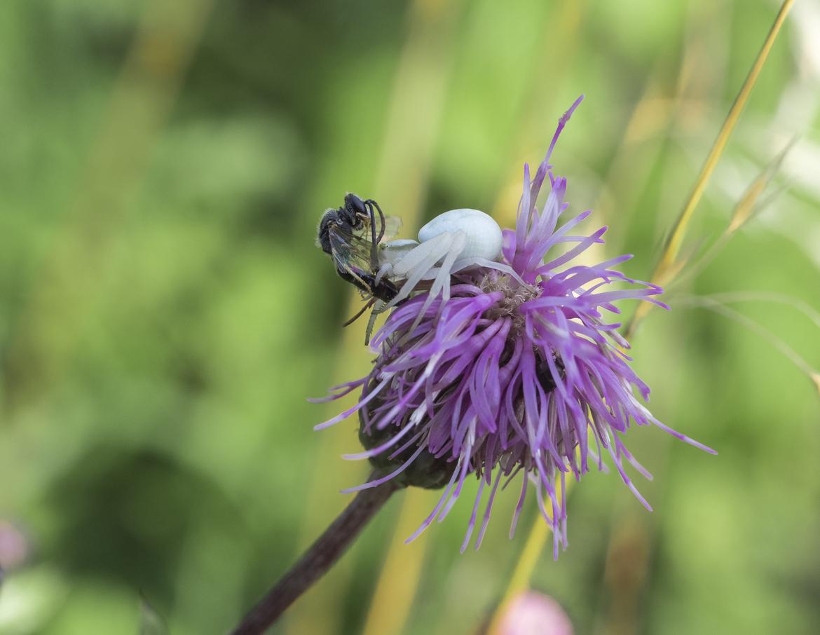 Spinne