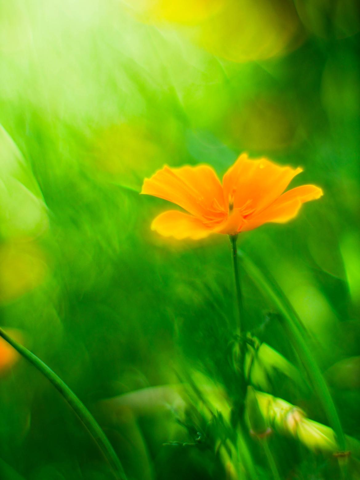 Goldmohn