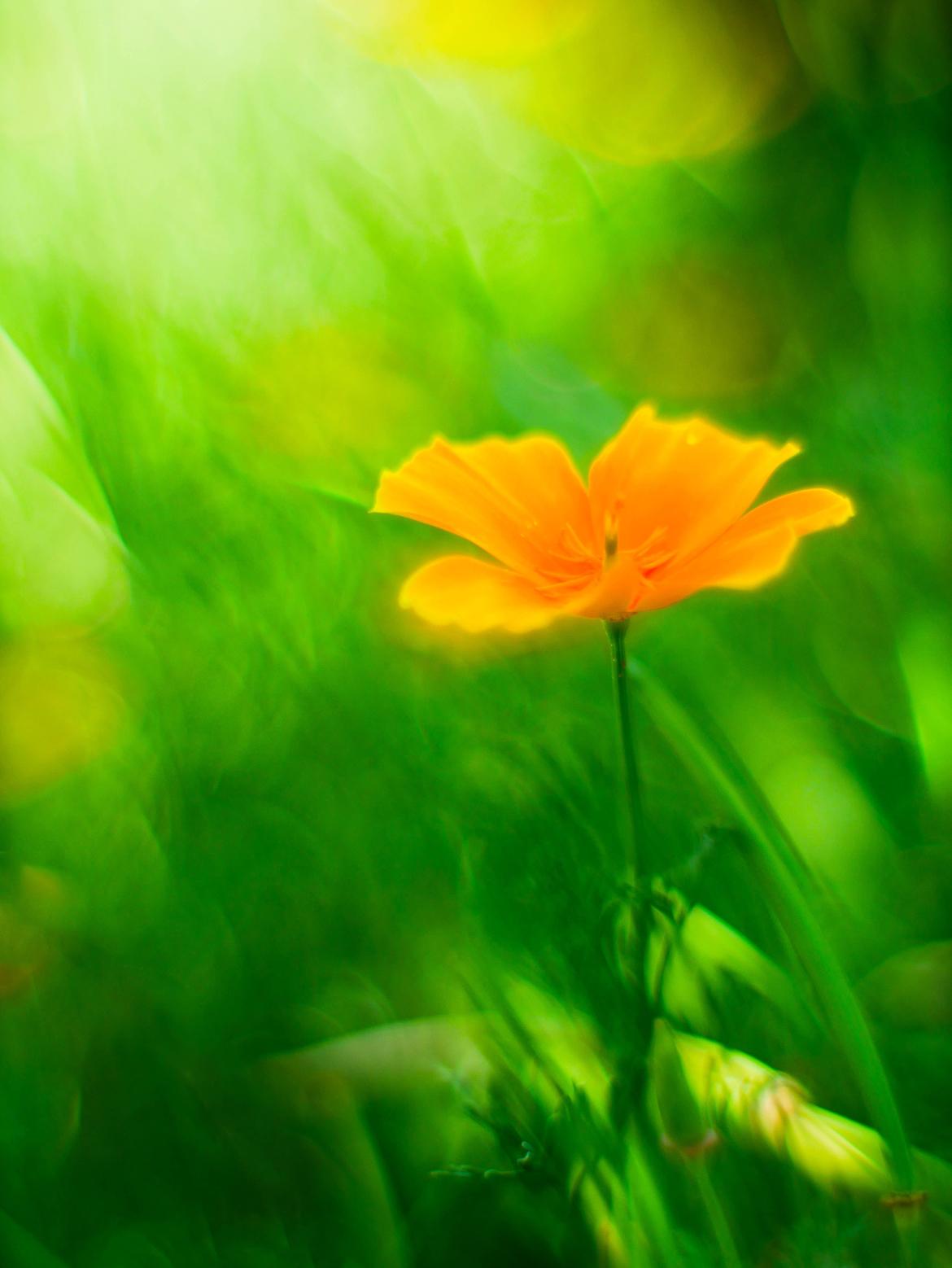 Goldmohn