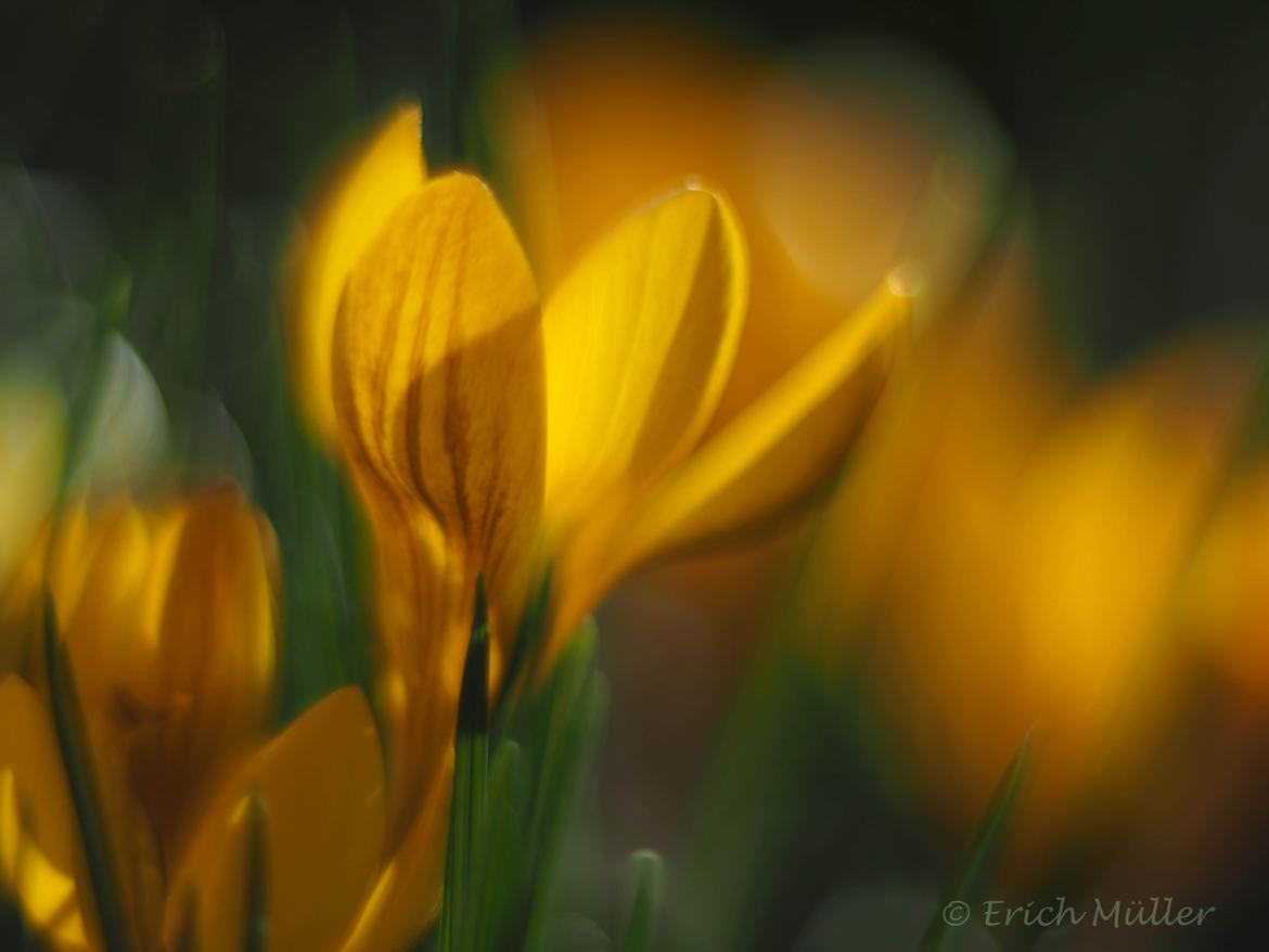 Krokus