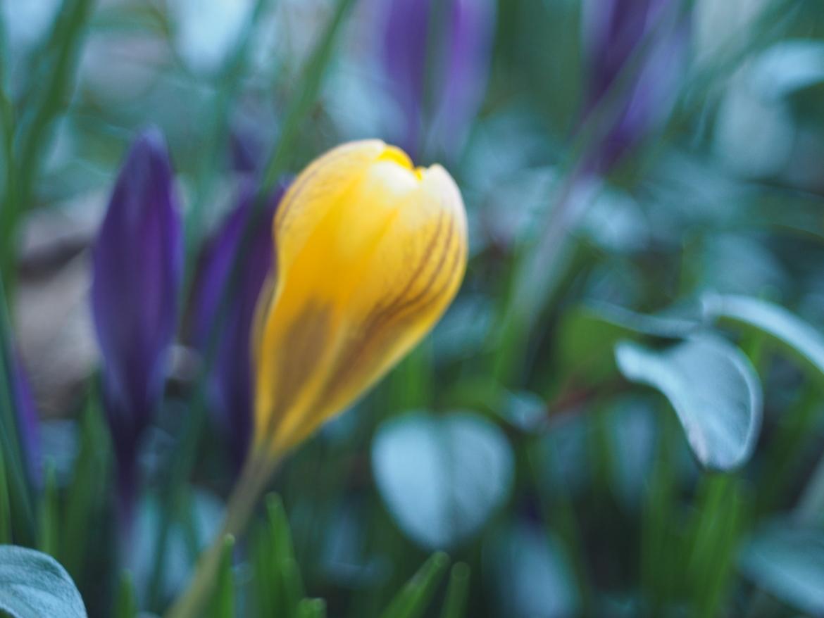 Krokus