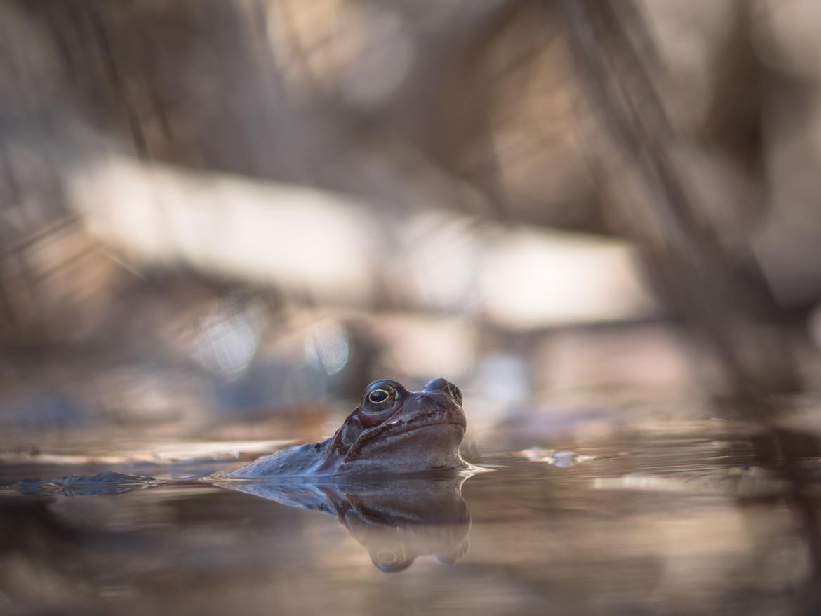 Frosch