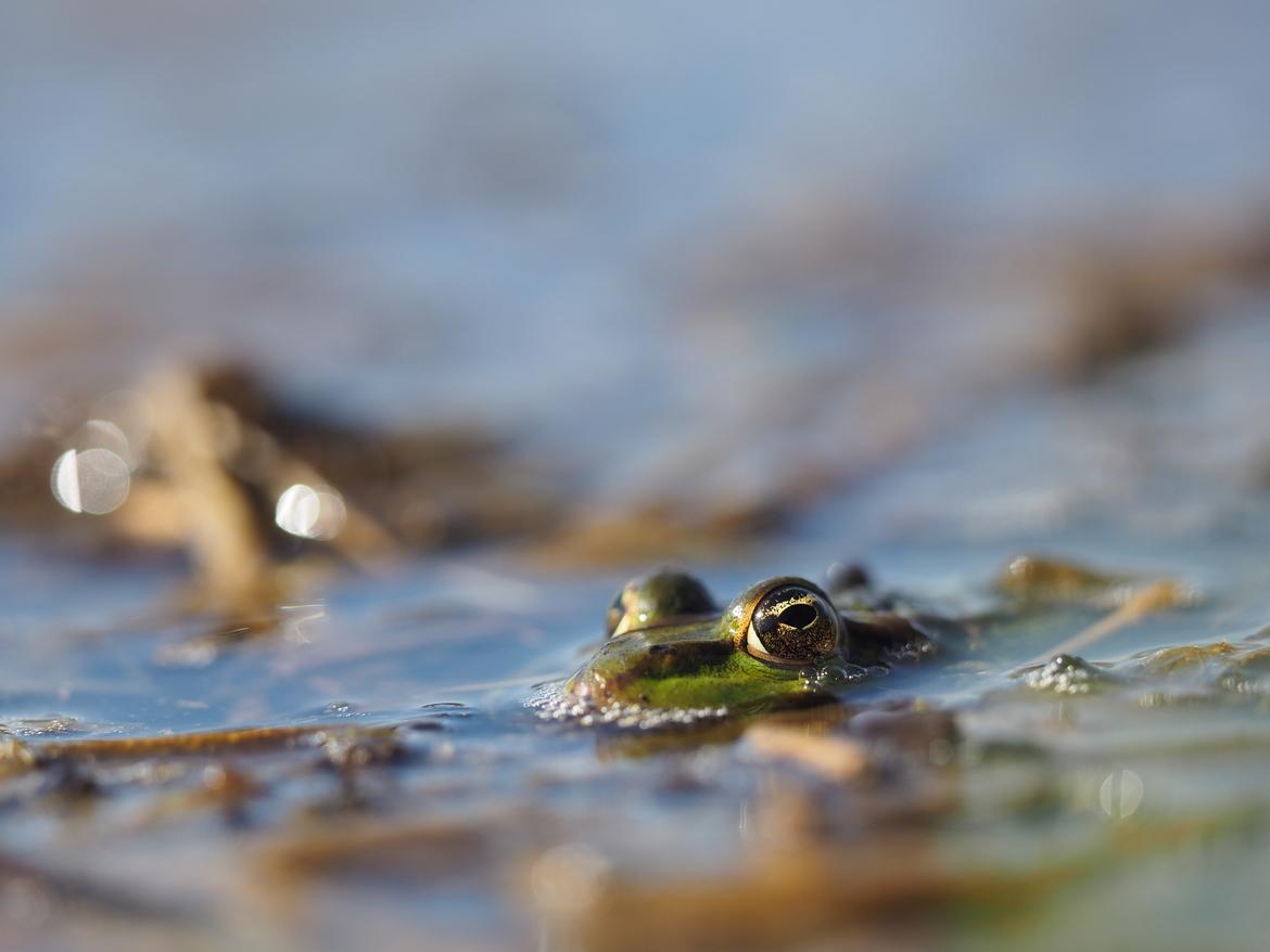 Frosch