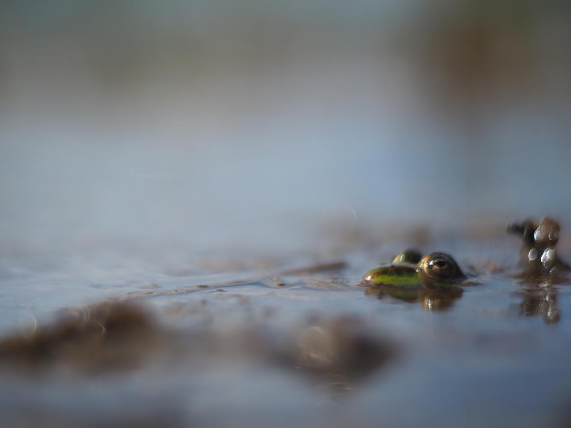 🐸