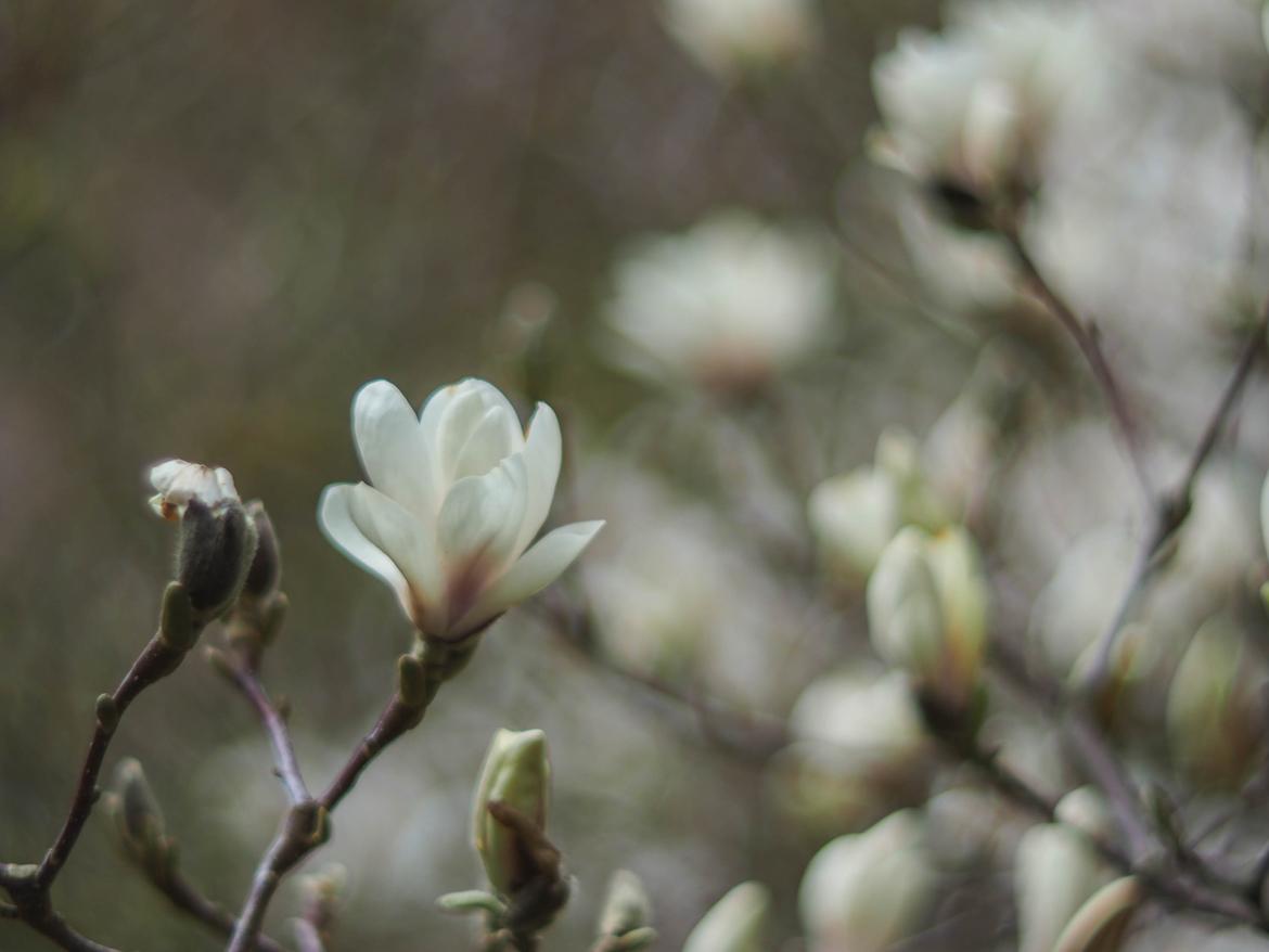 Insel Magnolien