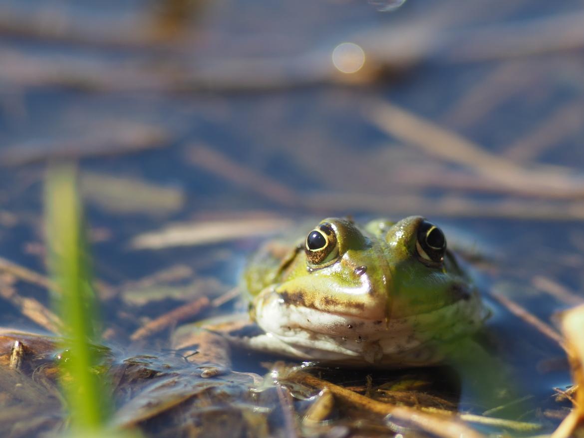 🐸