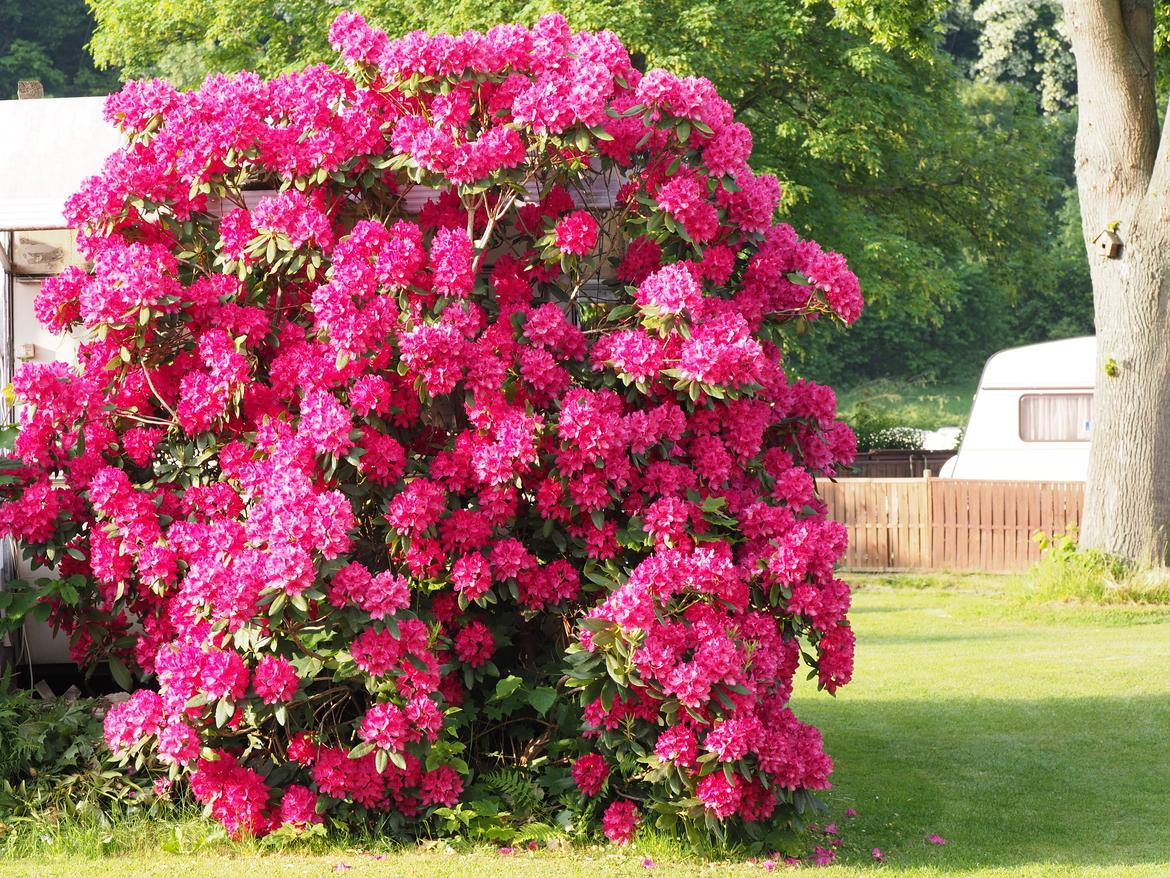 Rhododendron