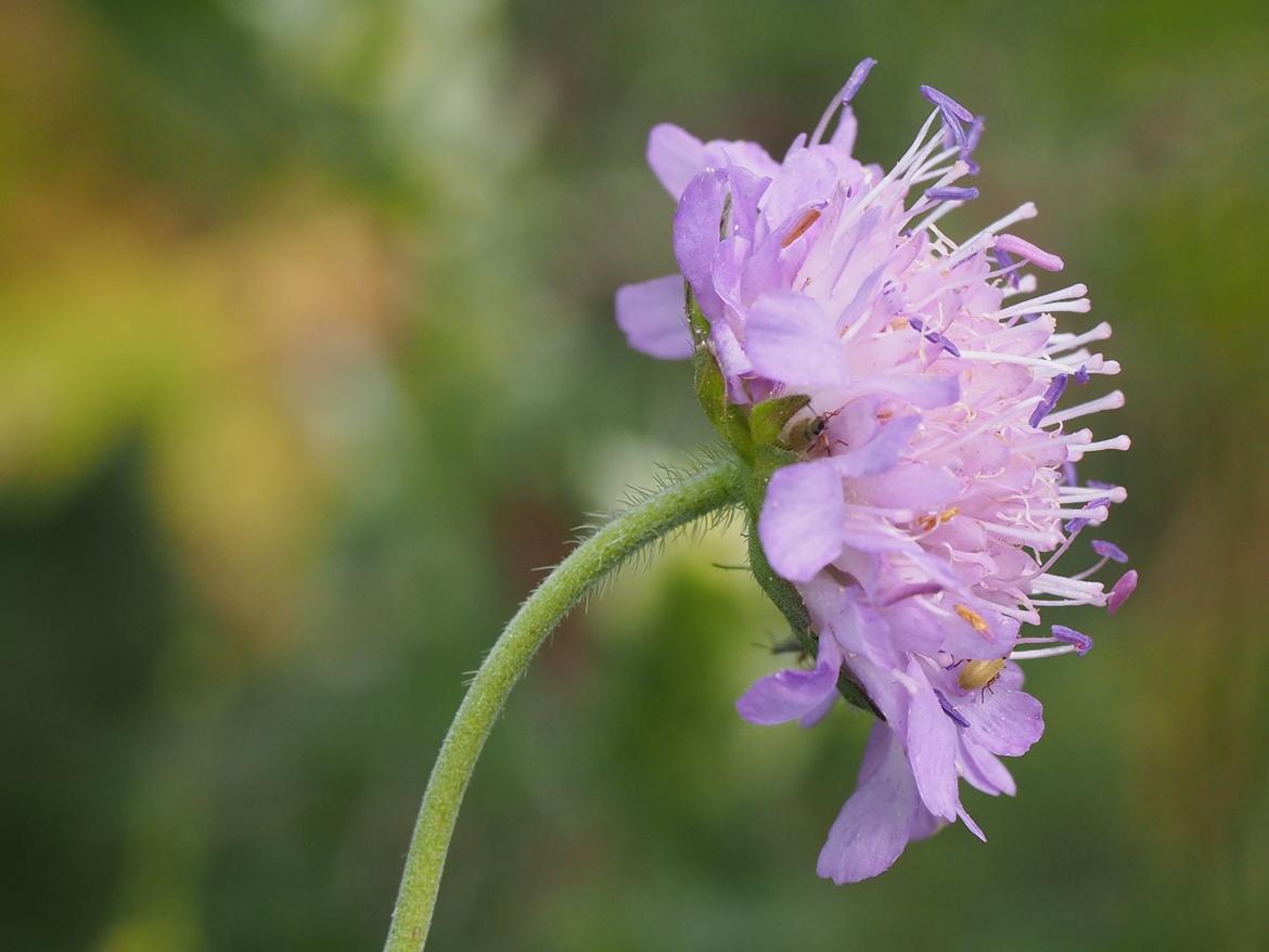 Blume