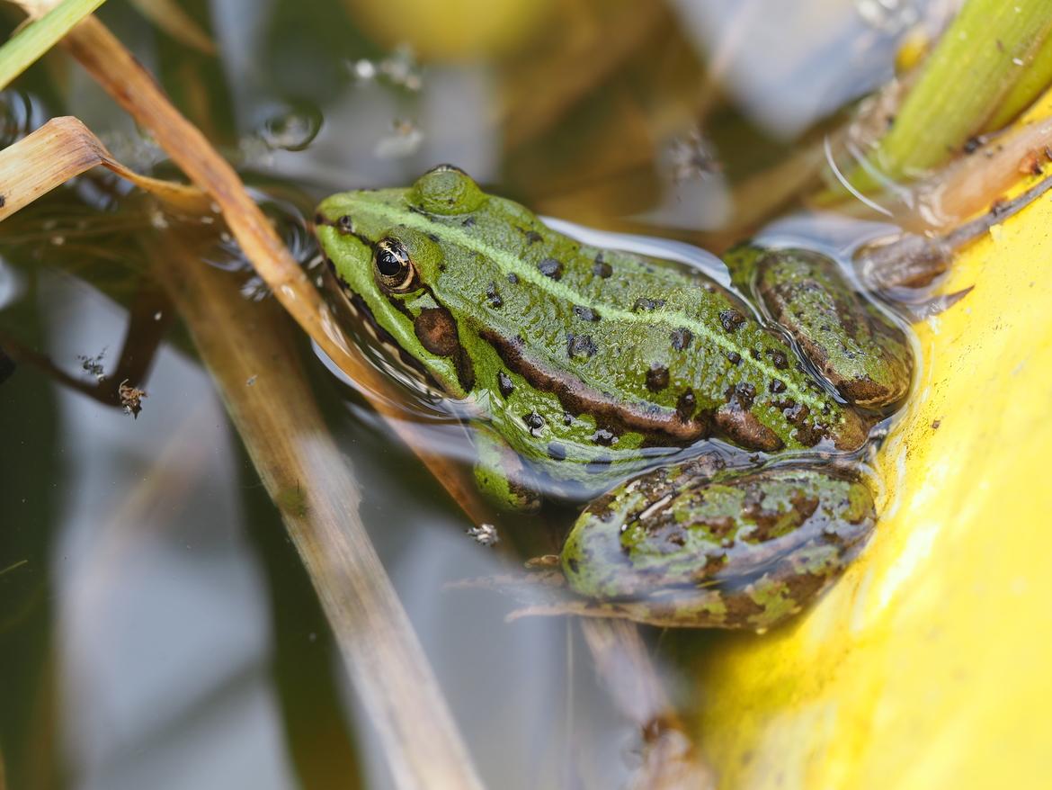 Frosch