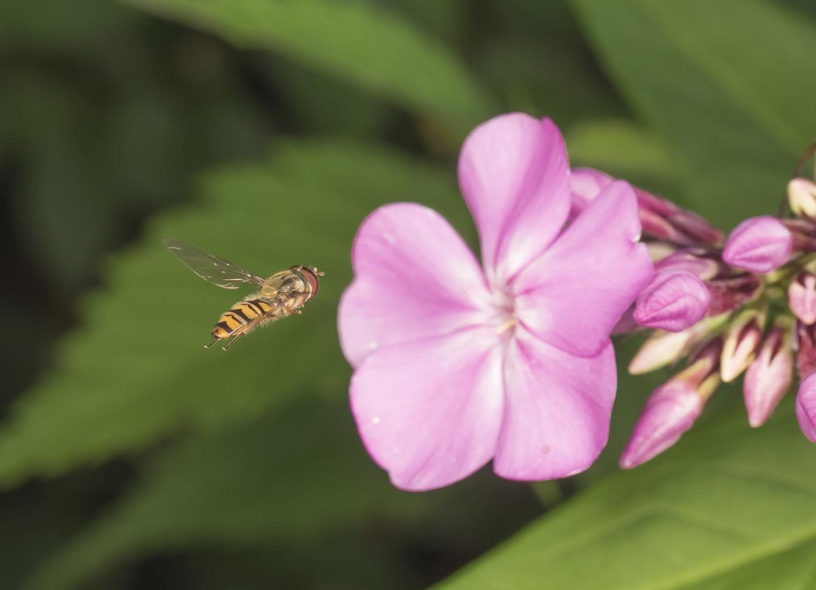 Schwebfliege
