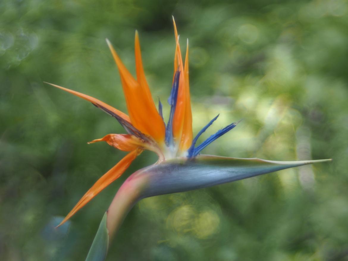Paradiesvogel