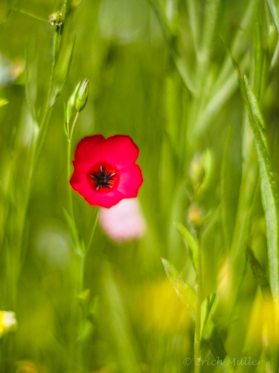 Roter Lein