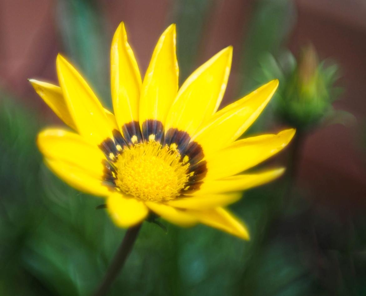 Mittagsblume 