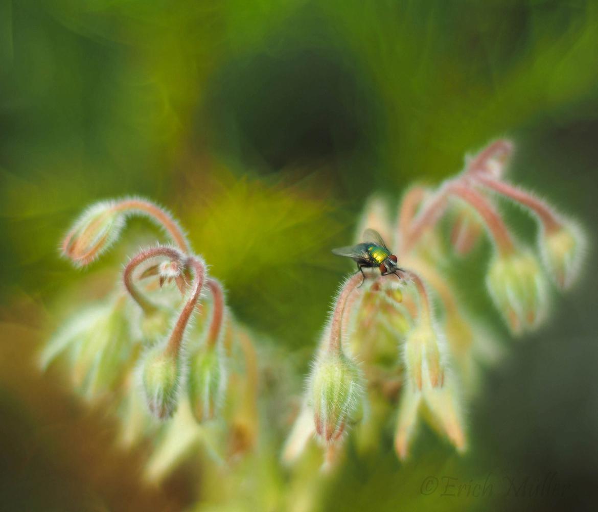 Goldfliege (Lucilia sericata) auf Borretsch