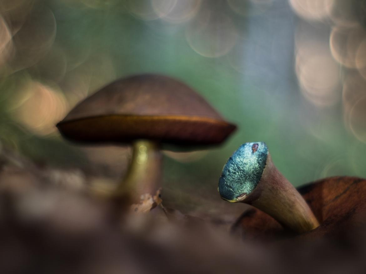 Unscharfer Pilz im Hintergund, davor umgefallener Pilz mit blau verfärbtem angeschnittenem Stiel