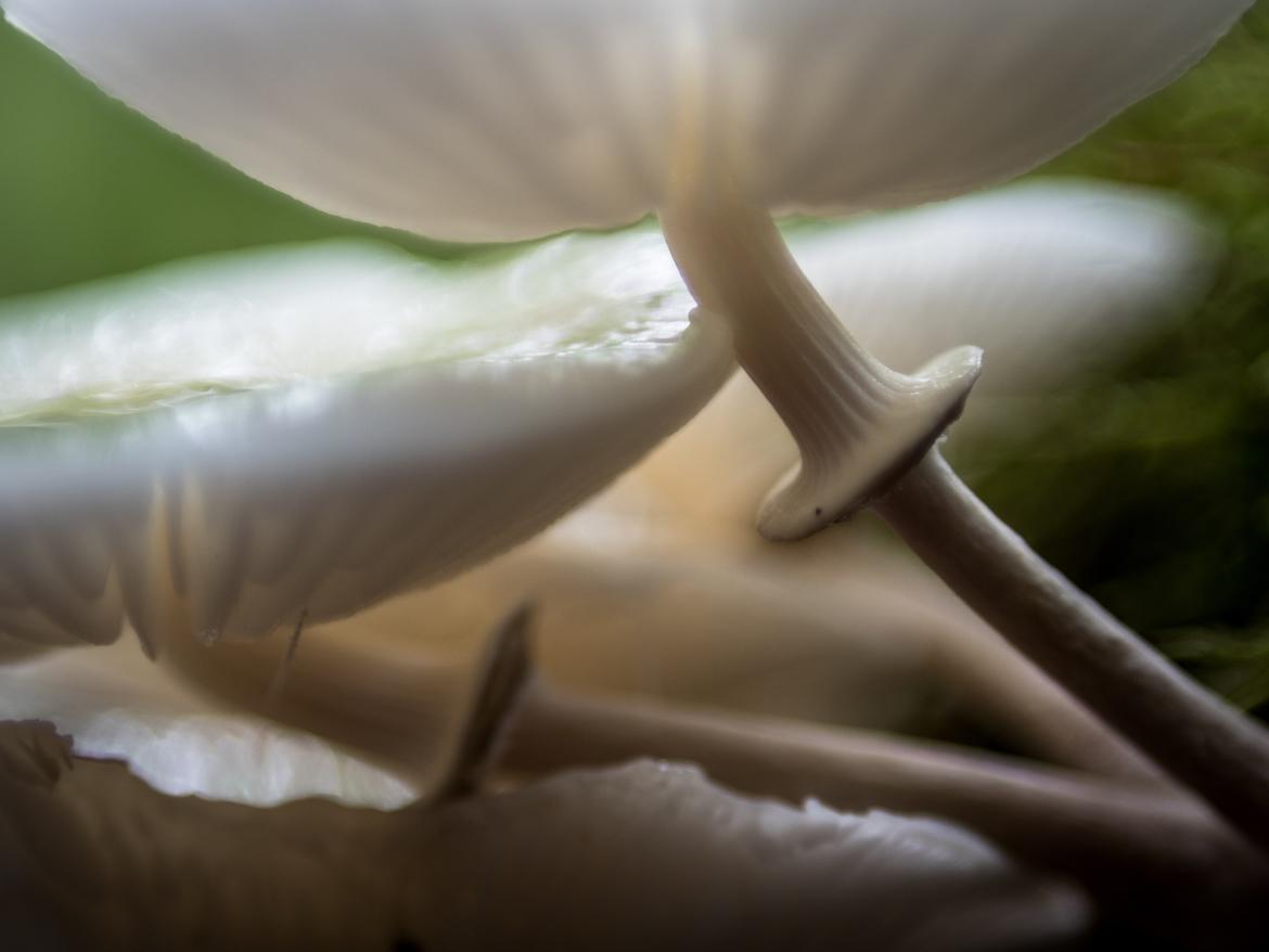 Gruppe weißer, porzellanartiger Pilze mit Blick unter die Hüte