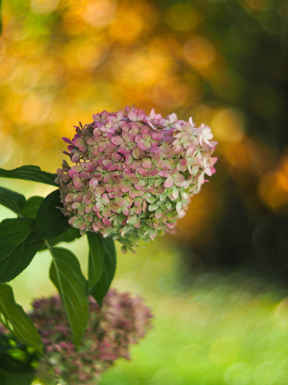Rispenhortensie