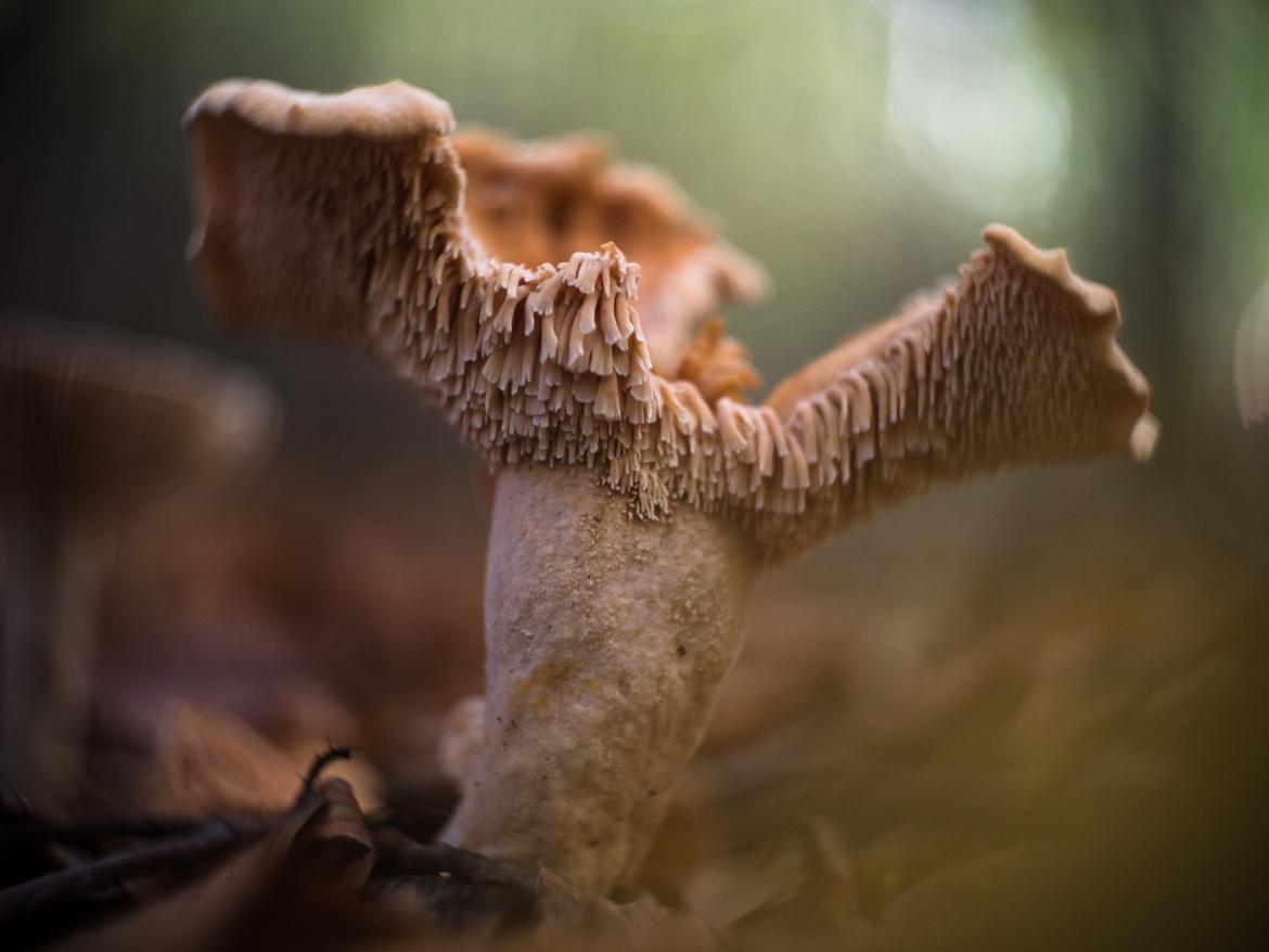 Alter semmelfarbiger Pilz mit angefressenem Hut und sichtbaren Stoppeln