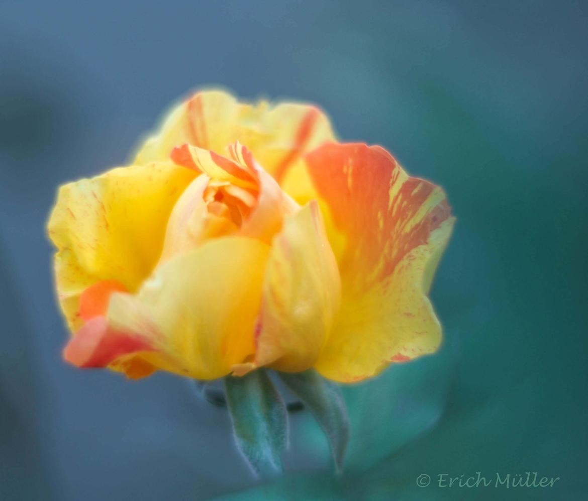 The Rose