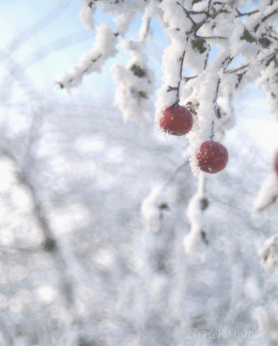 Frostäpfel