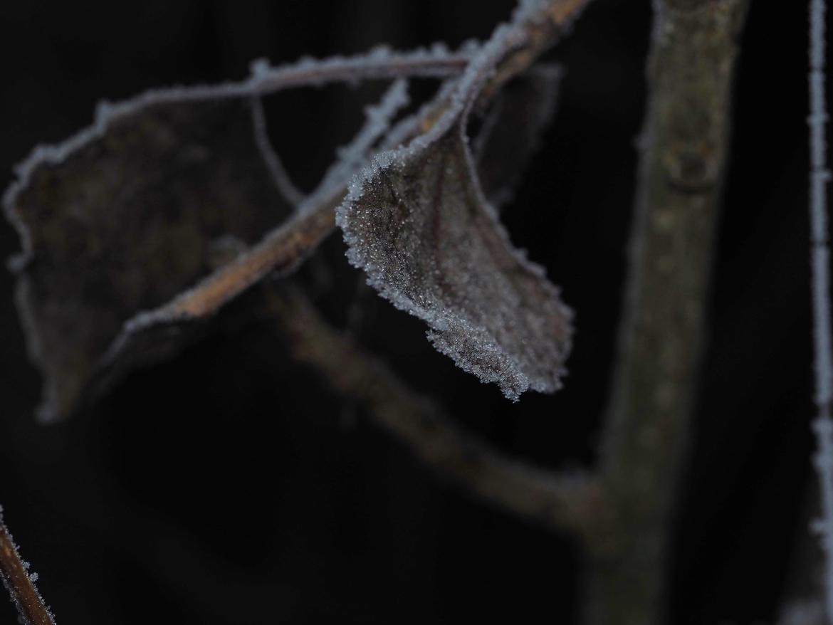 Blatt