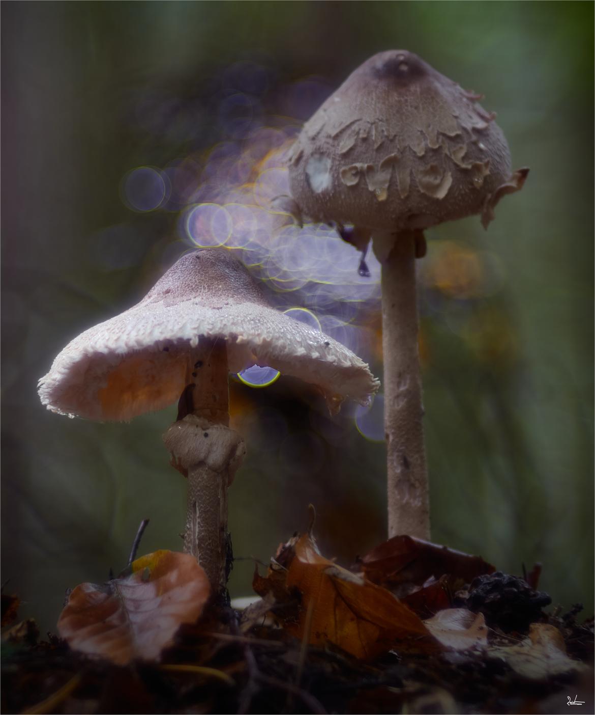 Parasol 2