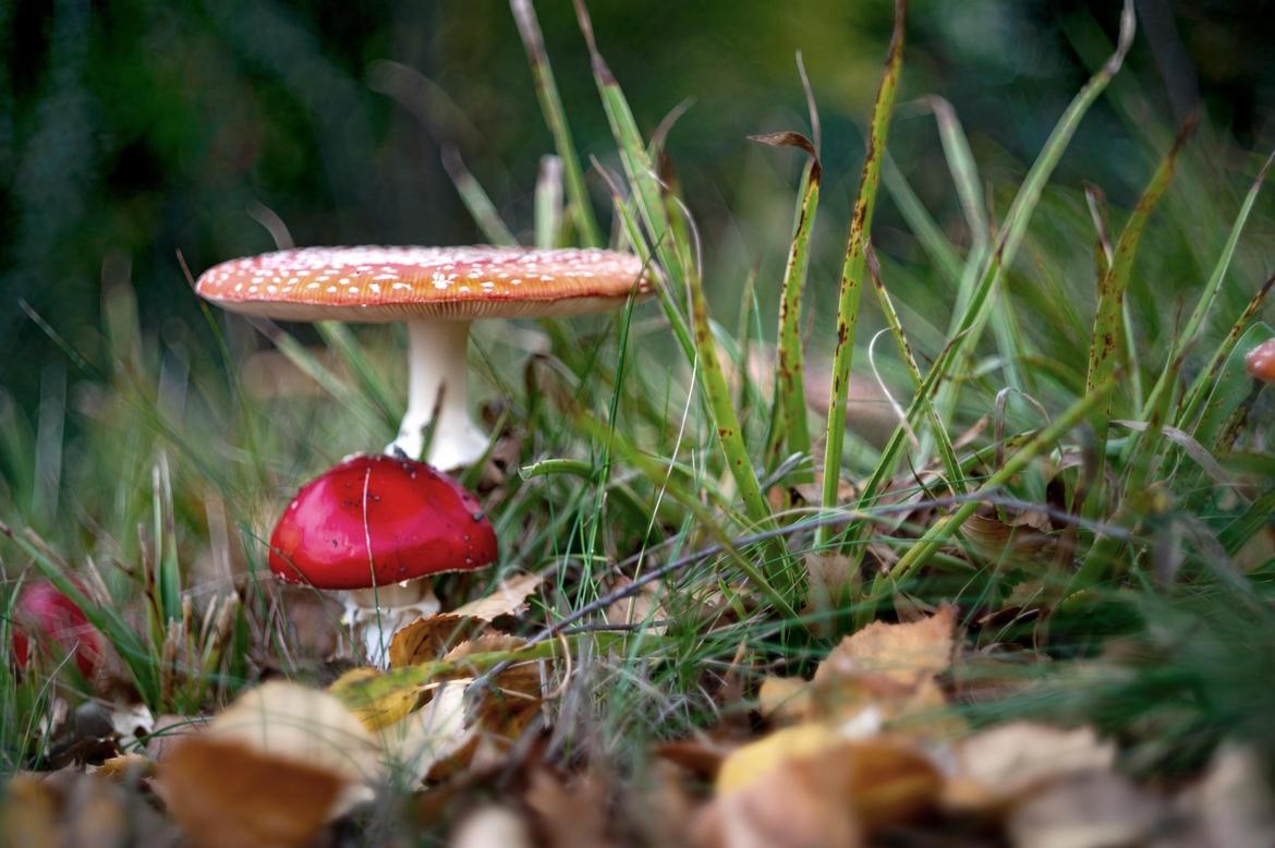 Pilz alternative Sze