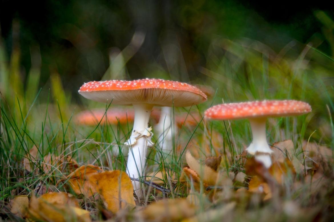 Pilz alernativ